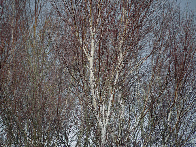 birch & willow 02.jpg